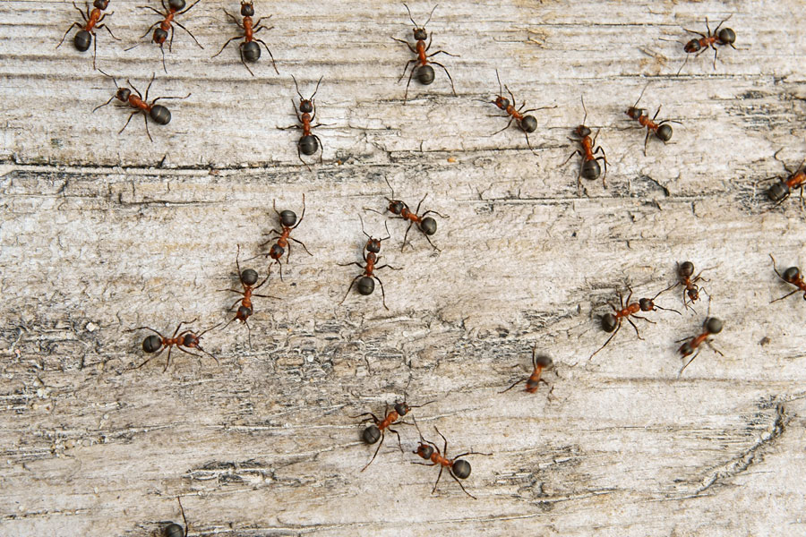Ant Control Grants Pass Medford Or Pest Management Solutions